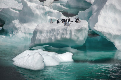 Penguins on Glacier in Sea Photograph Print 100% Australian Made