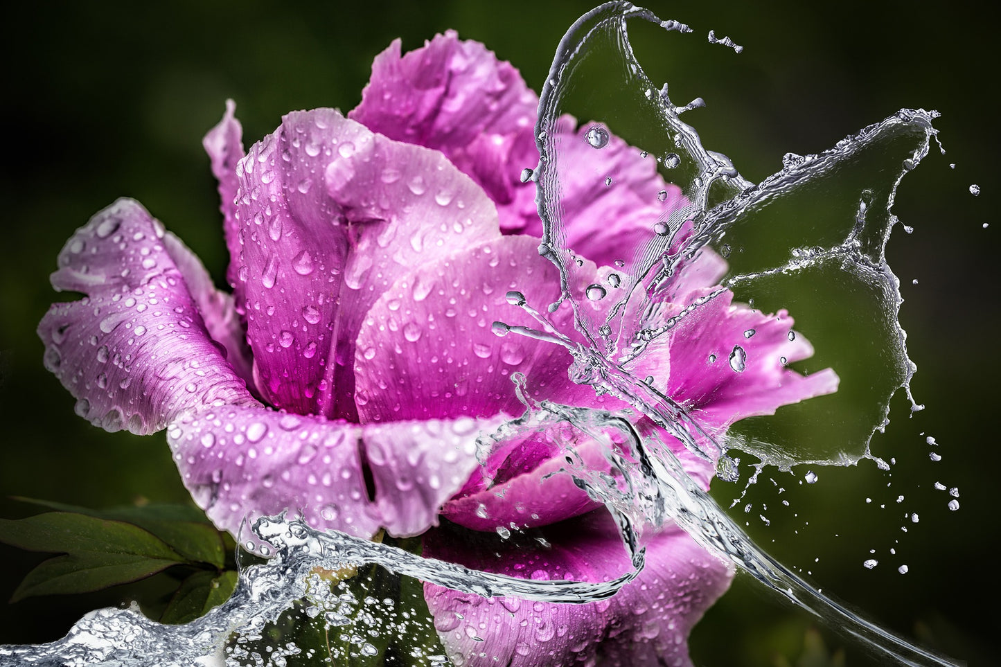 Pink Flower Water Butterfly View Home Decor Premium Quality Poster Print Choose Your Sizes