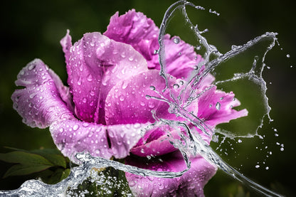 Pink Flower Water Butterfly View Home Decor Premium Quality Poster Print Choose Your Sizes