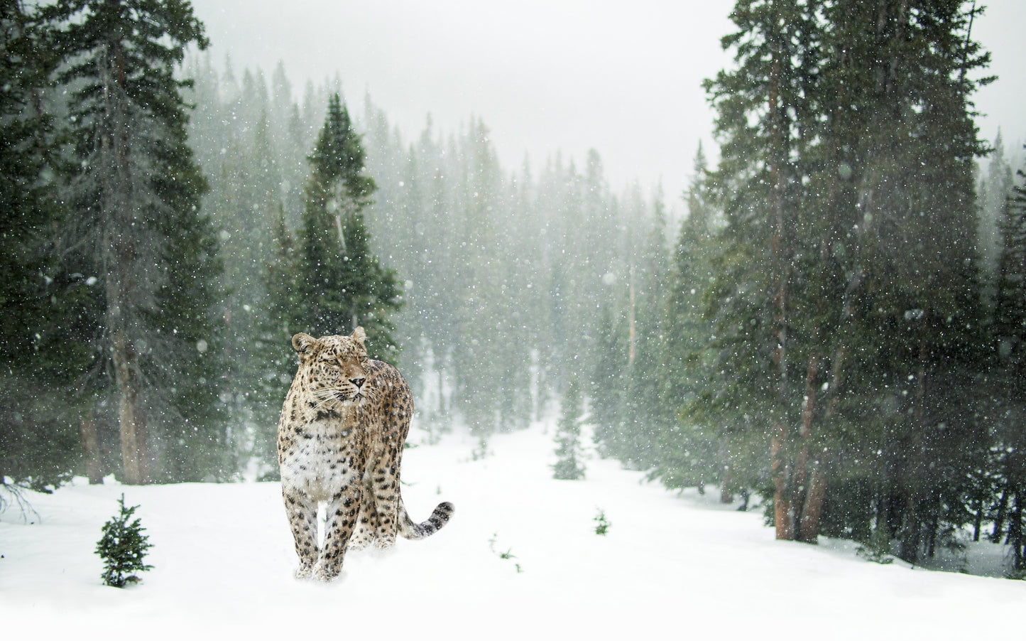 Leopard Walking on Snow Ground Photograph Print 100% Australian Made