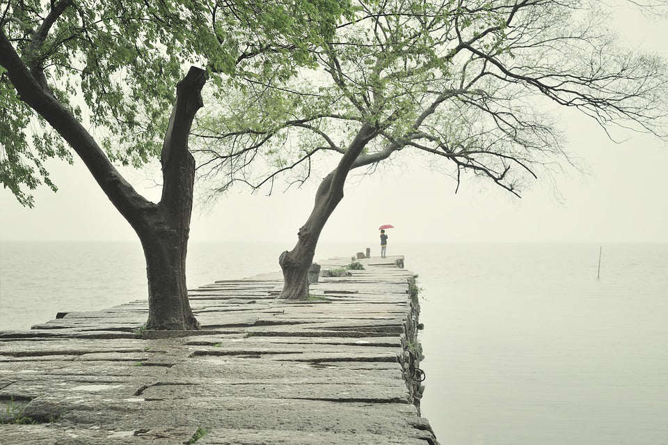 Tree on Pier Scenery Photograph Print 100% Australian Made