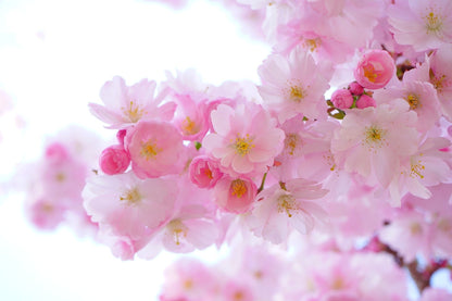 Blossom Flowers Closeup Photograph Home Decor Premium Quality Poster Print Choose Your Sizes