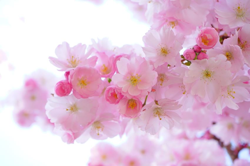 Blossom Flowers Macro Photograph Print 100% Australian Made