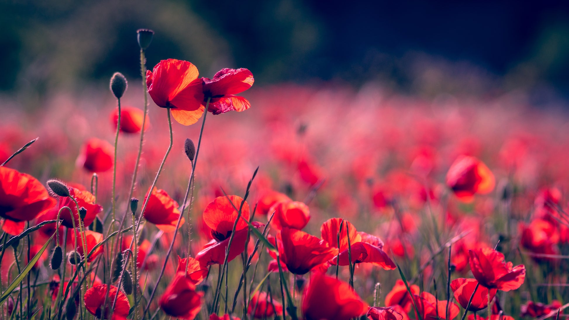 Red Poppy Flowers Field Photograph Print 100% Australian Made