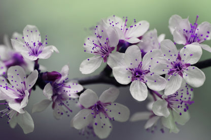 Blossom Flowers Macro Photograph Print 100% Australian Made