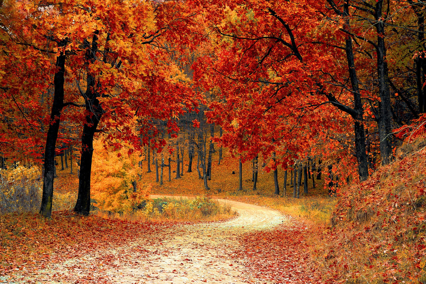 Autumn Forest Scenic View Photograph Print 100% Australian Made