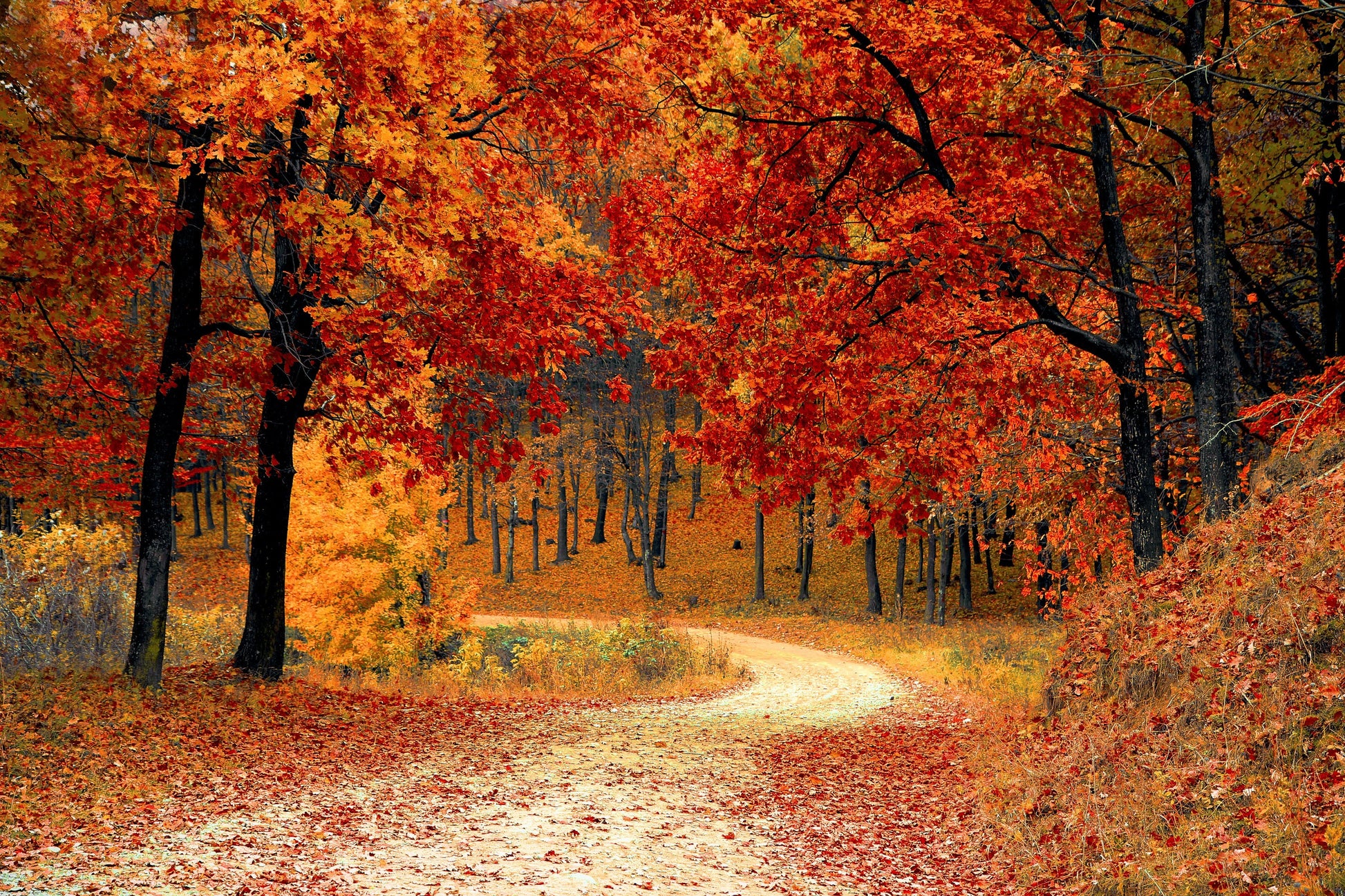 Autumn Forest Scenic View Photograph Print 100% Australian Made