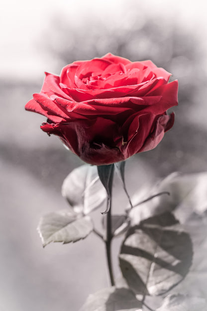 Rose Flower Red B&W Photograph Home Decor Premium Quality Poster Print Choose Your Sizes
