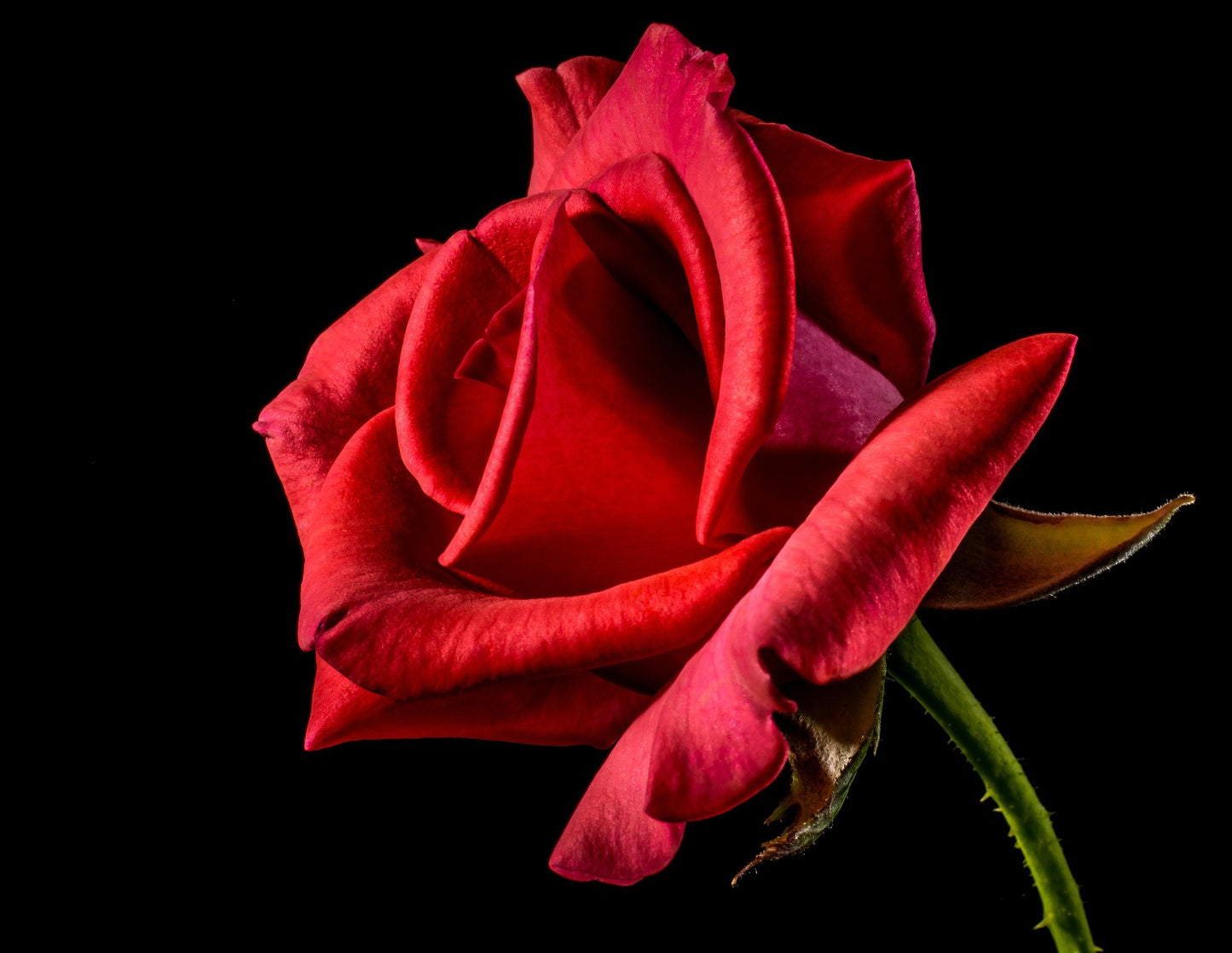Rose Flower Macro Photograph Home Decor Premium Quality Poster Print Choose Your Sizes
