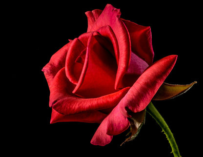 Rose Flower Macro Photograph Home Decor Premium Quality Poster Print Choose Your Sizes