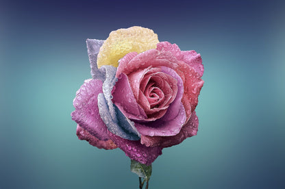 Rose Flower Macro Photograph Home Decor Premium Quality Poster Print Choose Your Sizes
