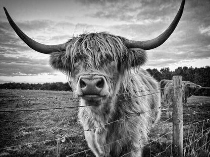 Highland Cow Portrait Photograph Home Decor Premium Quality Poster Print Choose Your Sizes