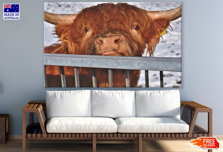 Highland Cow Portrait Photograph Print 100% Australian Made