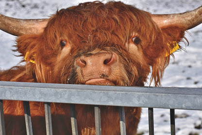 Highland Cow Portrait Photograph Print 100% Australian Made