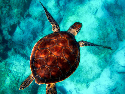 Turtle in Beach Photograph Print 100% Australian Made