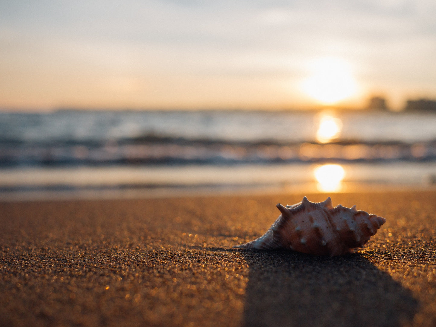 Sea Shell Sunset Scenery View Home Decor Premium Quality Poster Print Choose Your Sizes