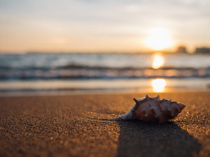 Sea Shell Sunset Scenery View Home Decor Premium Quality Poster Print Choose Your Sizes