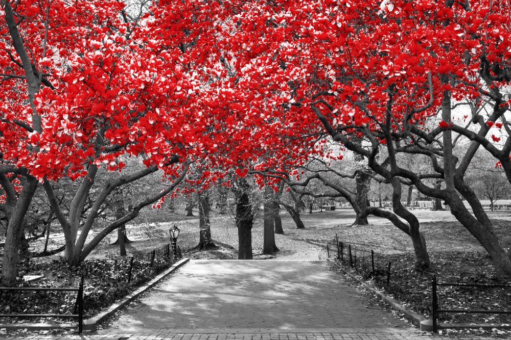 Red Leaves Tree Park B&W Photograph Home Decor Premium Quality Poster Print Choose Your Sizes