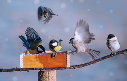 Black-Capped Chickadee Birds on a Branch Print 100% Australian Made