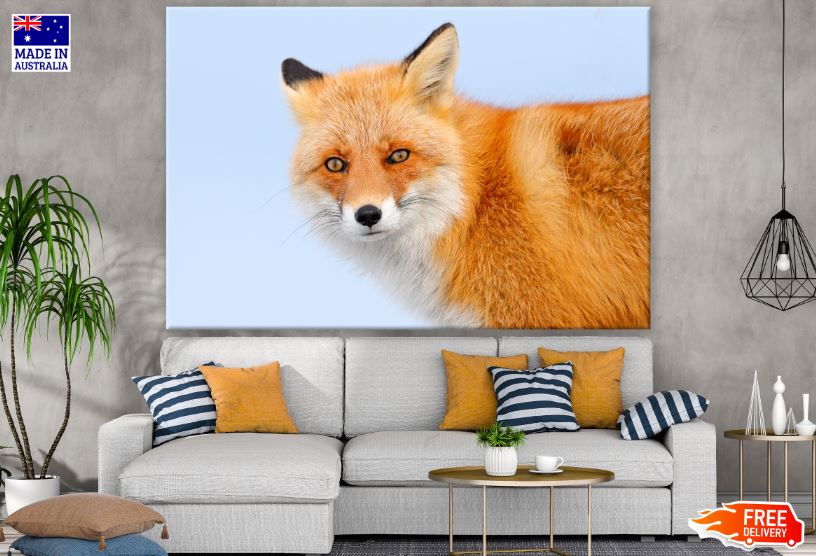 Beautiful Fox Portrait Photograph Print 100% Australian Made