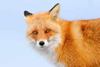 Beautiful Fox Portrait Photograph Print 100% Australian Made