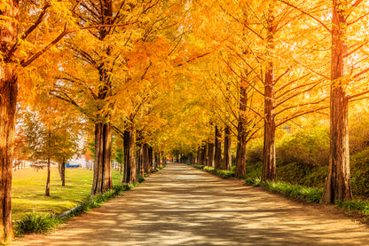 Autumn Forest Road Photograph Home Decor Premium Quality Poster Print Choose Your Sizes