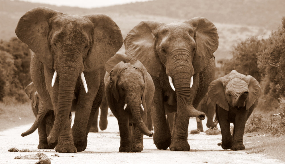 Elephants Walking On Road Vintage Photograph Print 100% Australian Made