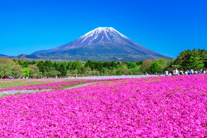 Pink Flower Field & Mountain Scenery Photograph Print 100% Australian Made