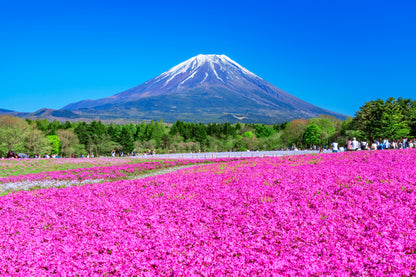 Flower Field & Mountain Scenery Home Decor Premium Quality Poster Print Choose Your Sizes