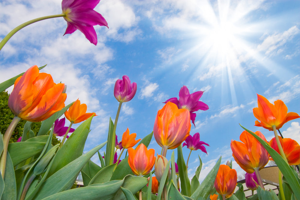Tulip Flower Field Photograph Print 100% Australian Made