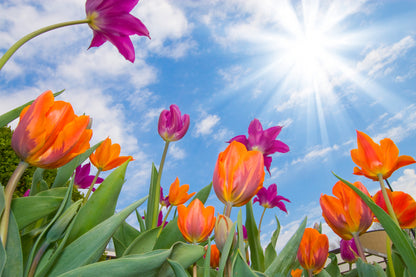 Tulip Flower Field Photograph Print 100% Australian Made