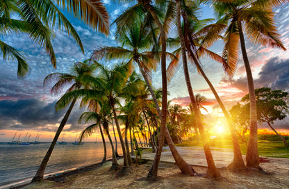 Sunset Over Beach & Palm Trees Photograph Print 100% Australian Made