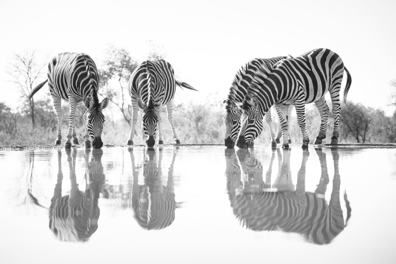 Zebras Near Lake B&W Photograph Home Decor Premium Quality Poster Print Choose Your Sizes