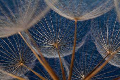 Dandelion Flowers Photograph Print 100% Australian Made