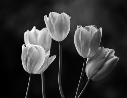 Tulip Flowers B&W Photograph Print 100% Australian Made