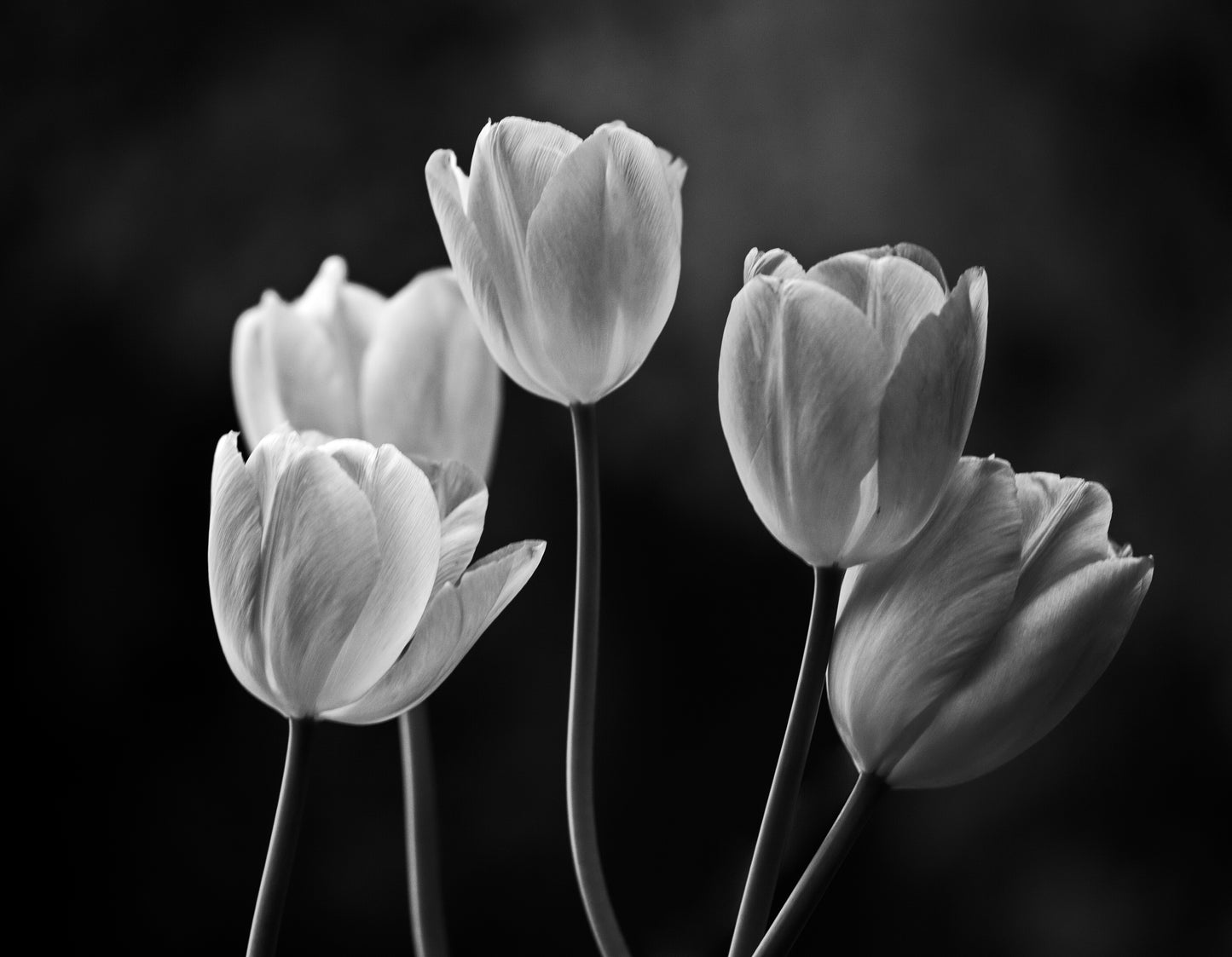 Tulip Flowers B&W Photograph Home Decor Premium Quality Poster Print Choose Your Sizes