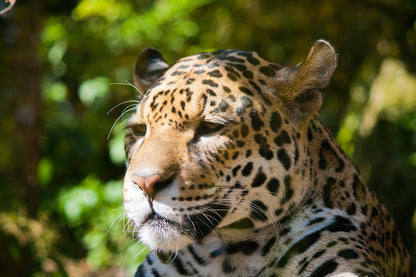 Leopard Portrait Photograph Print 100% Australian Made