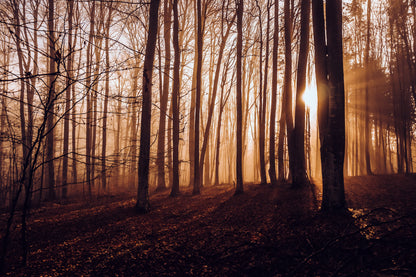 Sun light Through the Forest Photograph Print 100% Australian Made