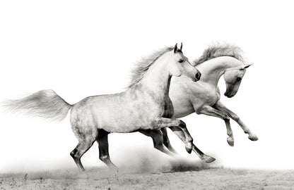 Running Horses B&W Photograph Print 100% Australian Made