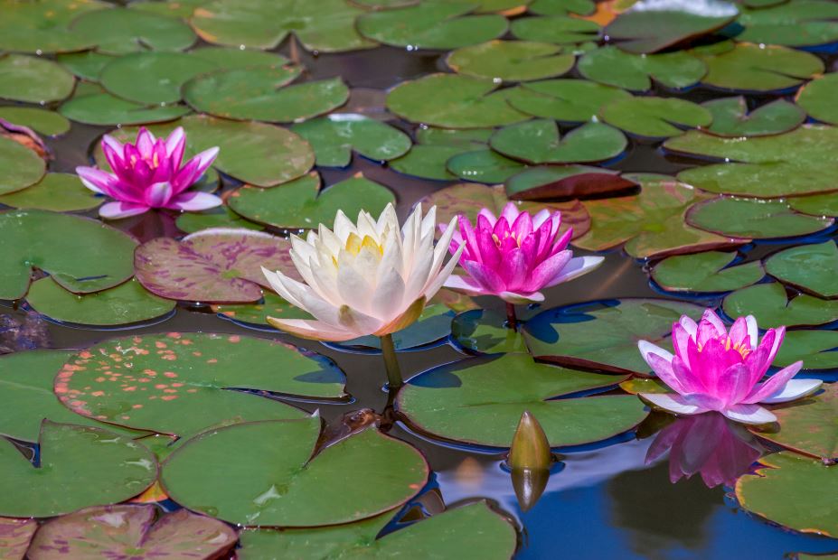 Lotus Flowers on Lake Photograph Print 100% Australian Made