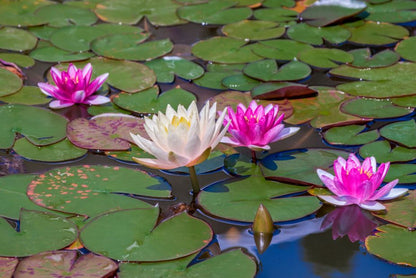 Lotus Flowers on Lake Photograph Print 100% Australian Made