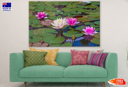 Lotus Flowers on Lake Photograph Print 100% Australian Made