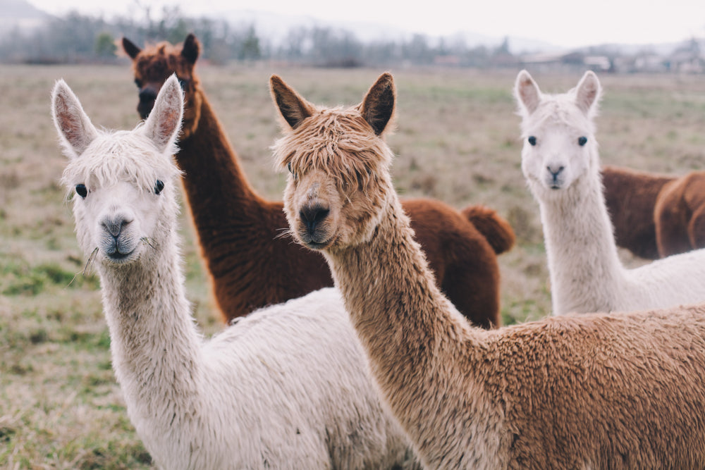 Alpaca Herd in Field Photograph Home Decor Premium Quality Poster Print Choose Your Sizes