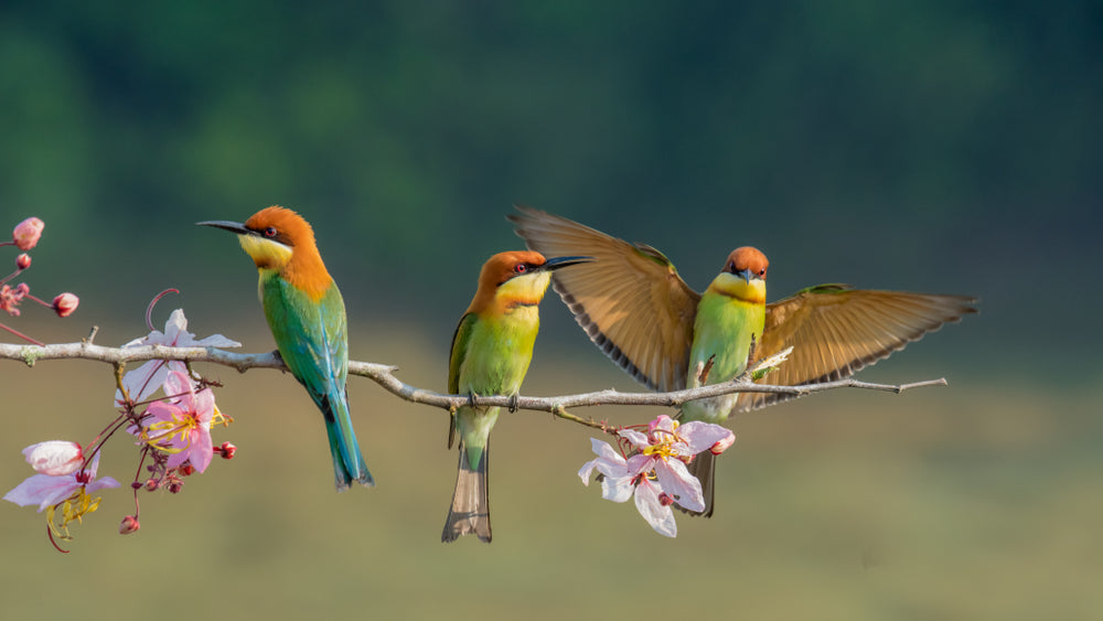 Birds Sitting on Blossom Tree Photograph Print 100% Australian Made
