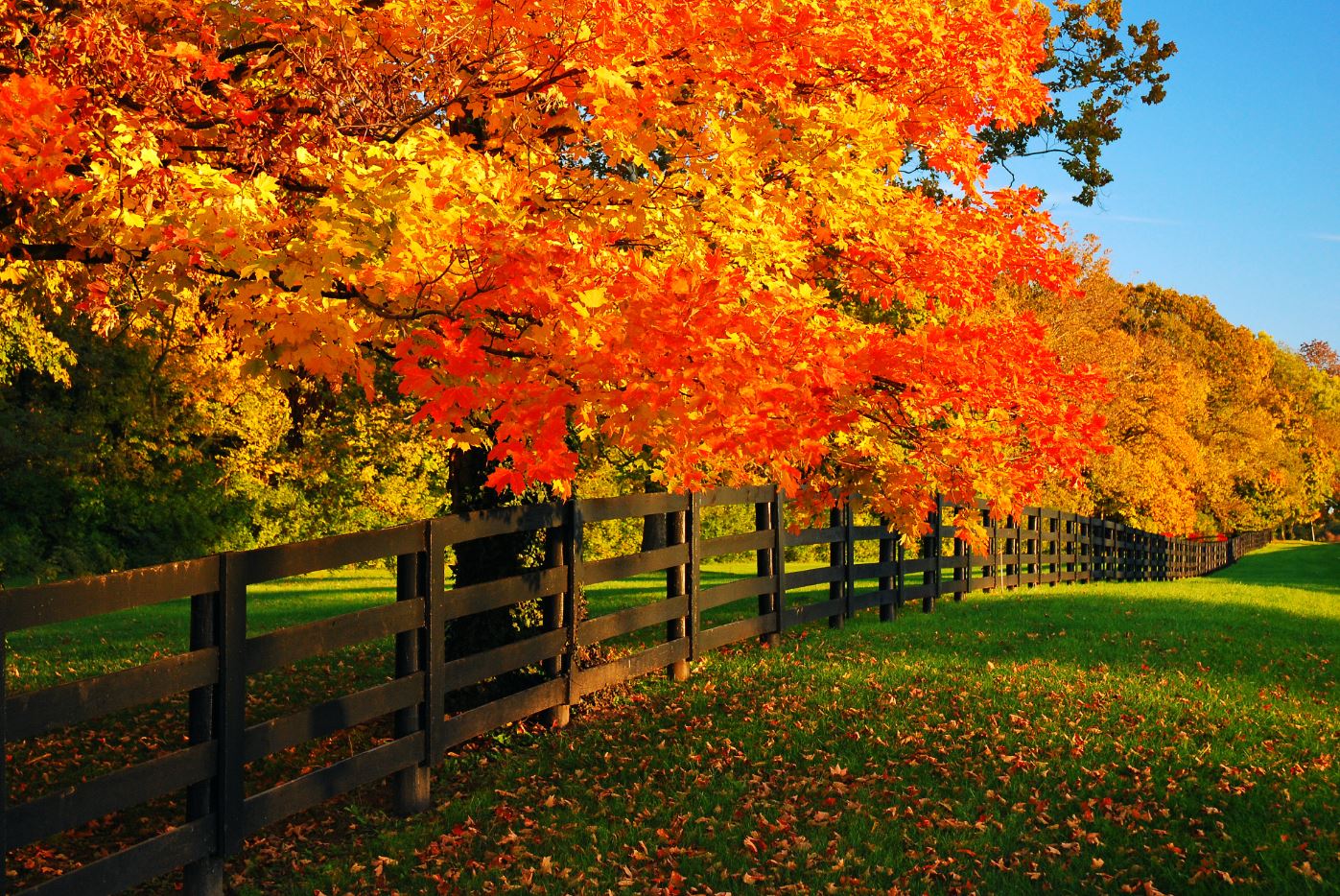 Autumn Forest & Fence Photograph Print 100% Australian Made