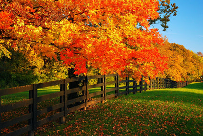 Autumn Forest & Fence Photograph Print 100% Australian Made