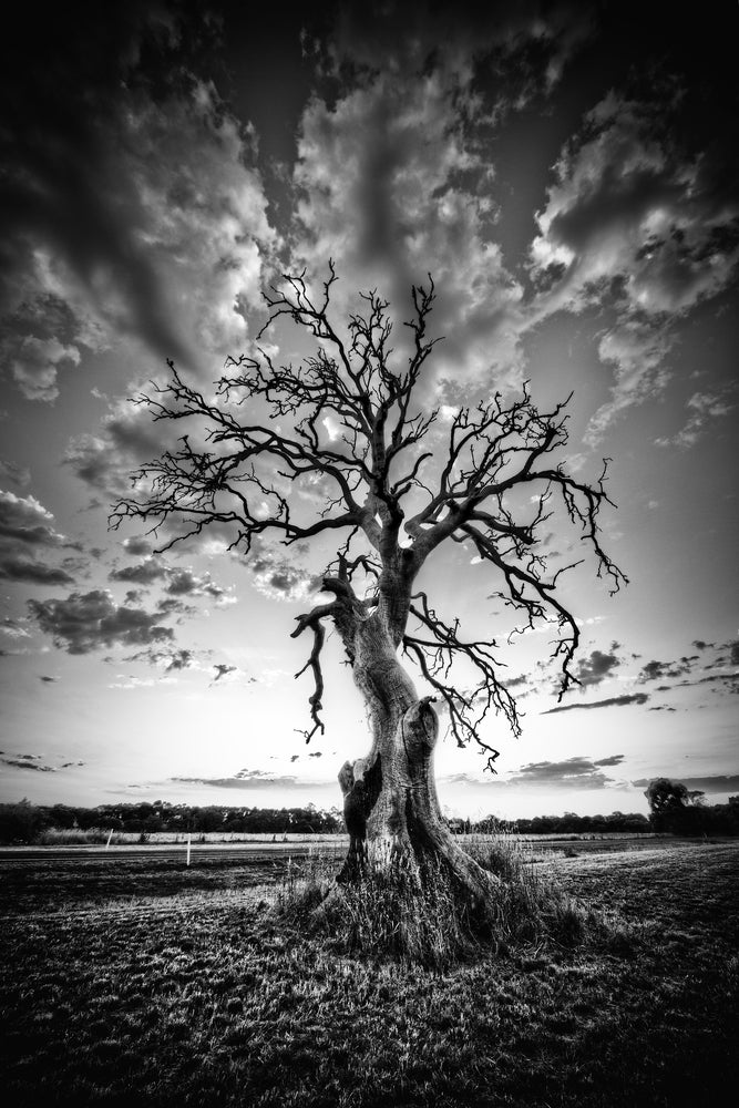 Dead Tree Closeup B&W Photograph Home Decor Premium Quality Poster Print Choose Your Sizes