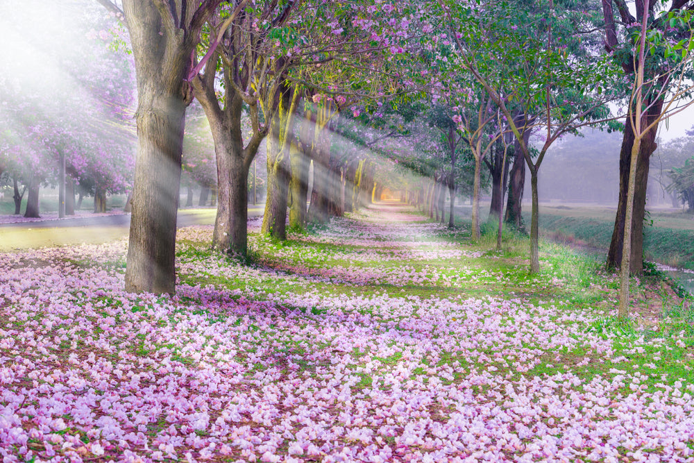 Tunnel of cherry blossom trees Print 100% Australian Made