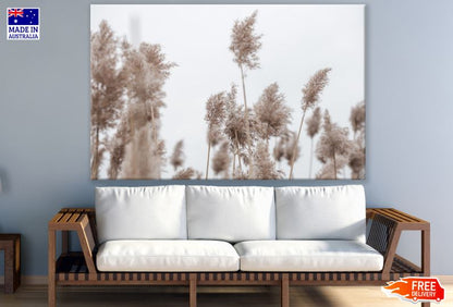 Dry Grass Closeup Photograph Print 100% Australian Made