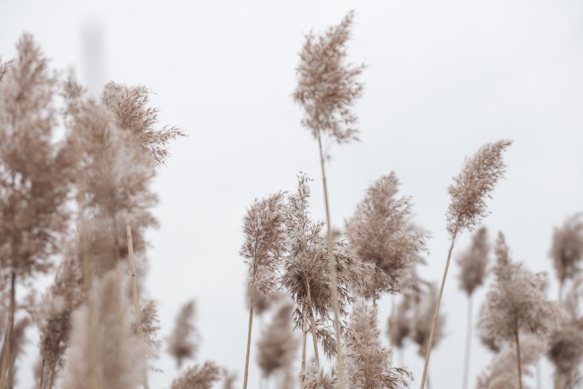 Dry Grass Closeup Photograph Print 100% Australian Made